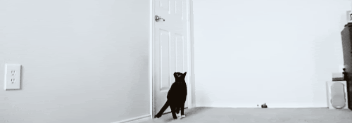 cat opens the door