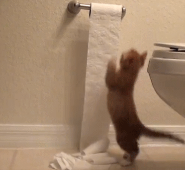 Cat ate paper from the toilet