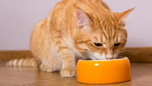 cat eats from bowl