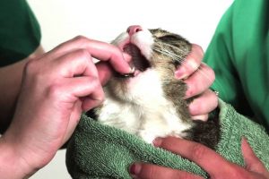 deworming a cat