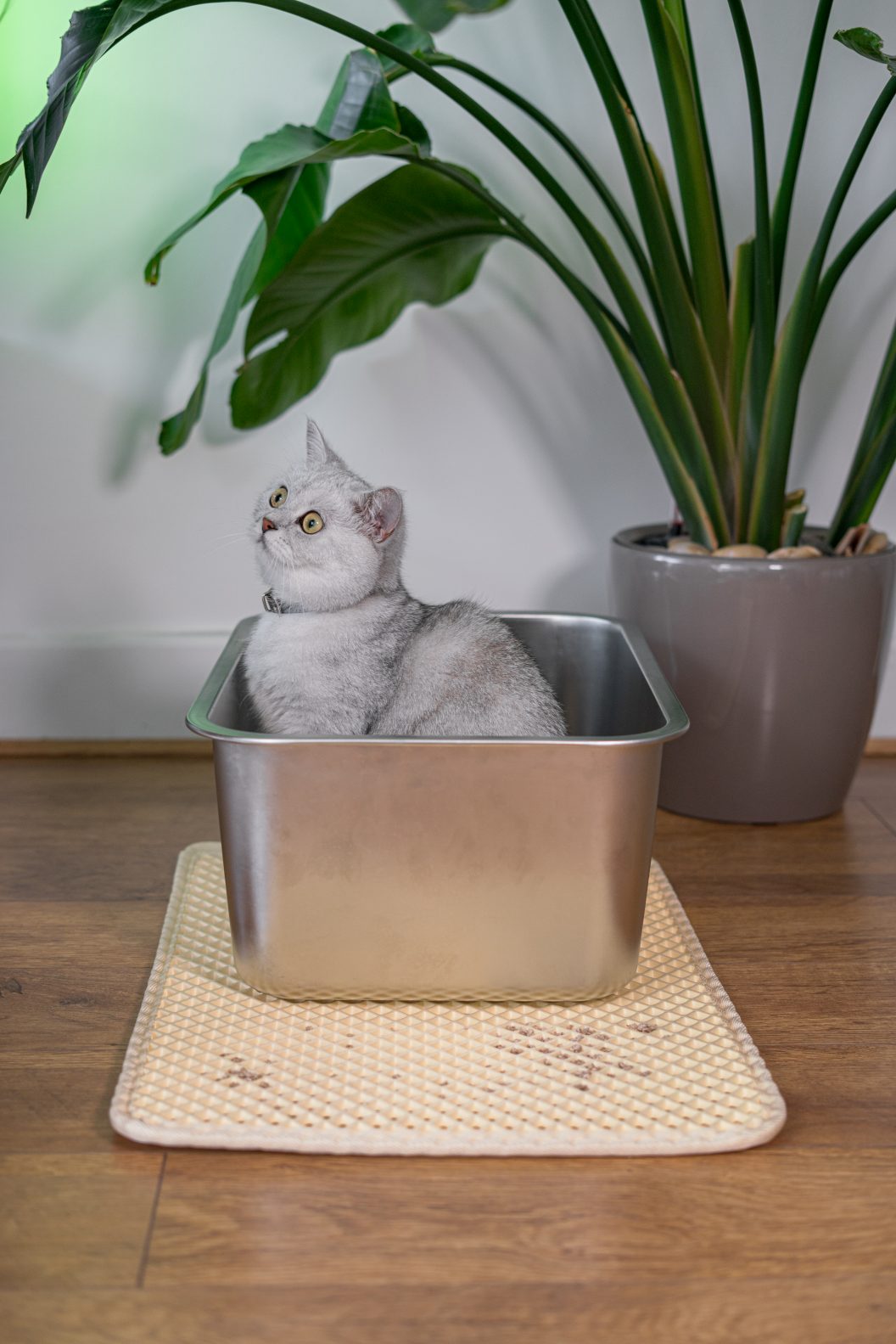 Productos Miaustore Espa a