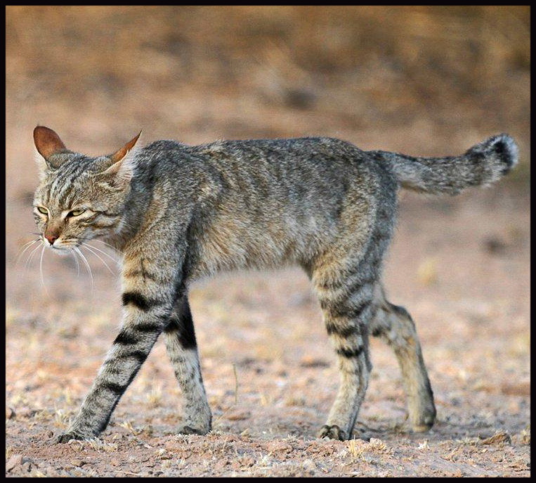 Chat ne boit pas assez L