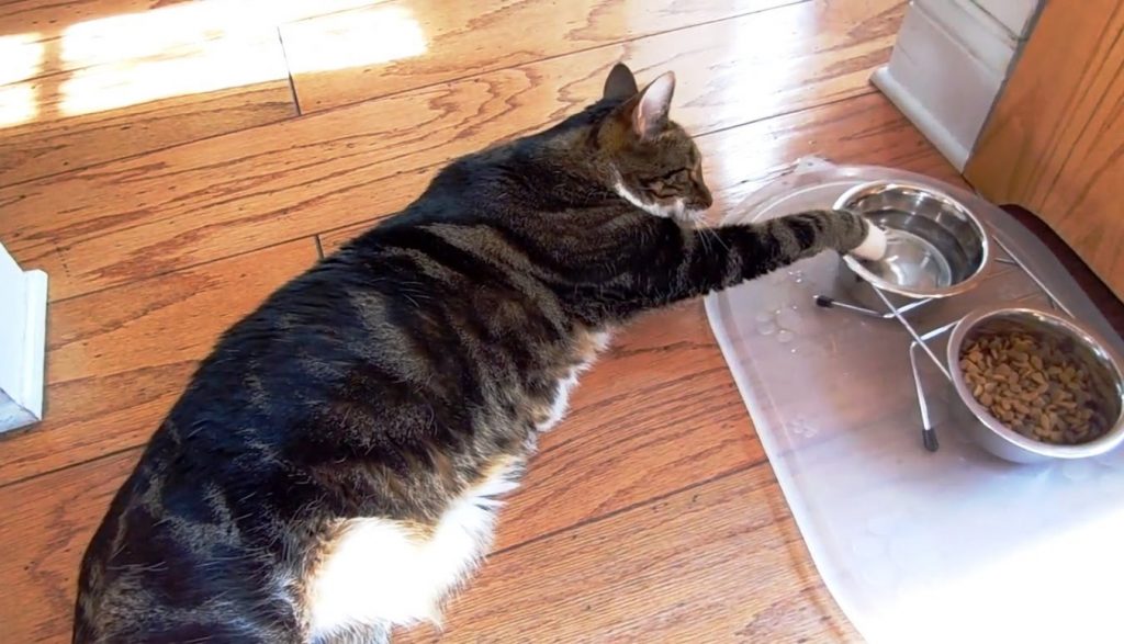 Chat ne boit pas assez L