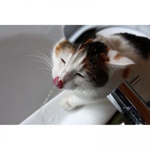 cat with a hard stomach - cat water fountain