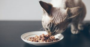 En vue d'éviter une sous-consommation d'eau chez les chats, ils doivent en retrouver dans leur alimentation.