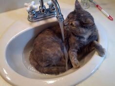 chat boit au robinet - fontaine a eau pour chat