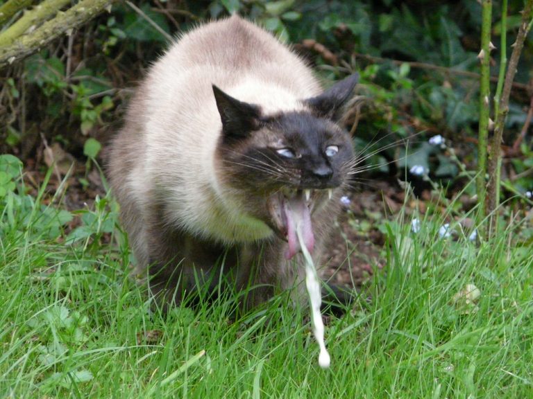 Chat qui vomit ou qui ne mange plus? Causes traitements