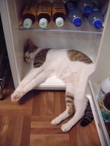 Chats fatigués par la chaleur 
