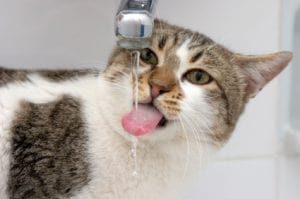 chat boit robinet