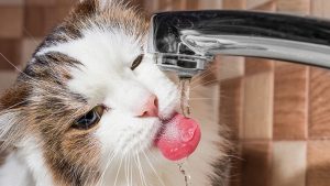 chat boit au robinet