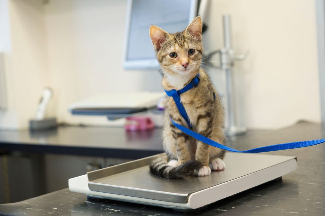 Chat maigre qui ne grossit pas comment gérer la situation