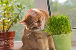 Herbe à chat dans un vase