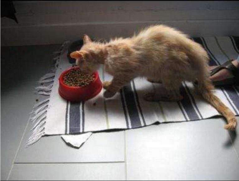 Chat maigre qui ne grossit pas comment gérer la situation