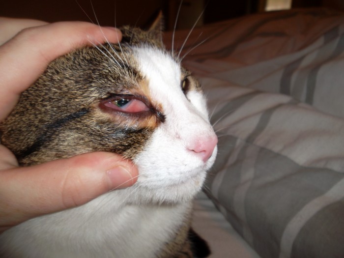 chat a un œil rouge