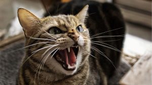 Chat pas content