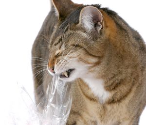 Mon chat a mangé un morceau de plastique