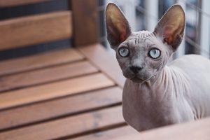 oreilles froides - fontaine à eau pour chat
