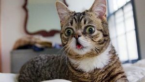 Les chats trisomiques - Miaustore