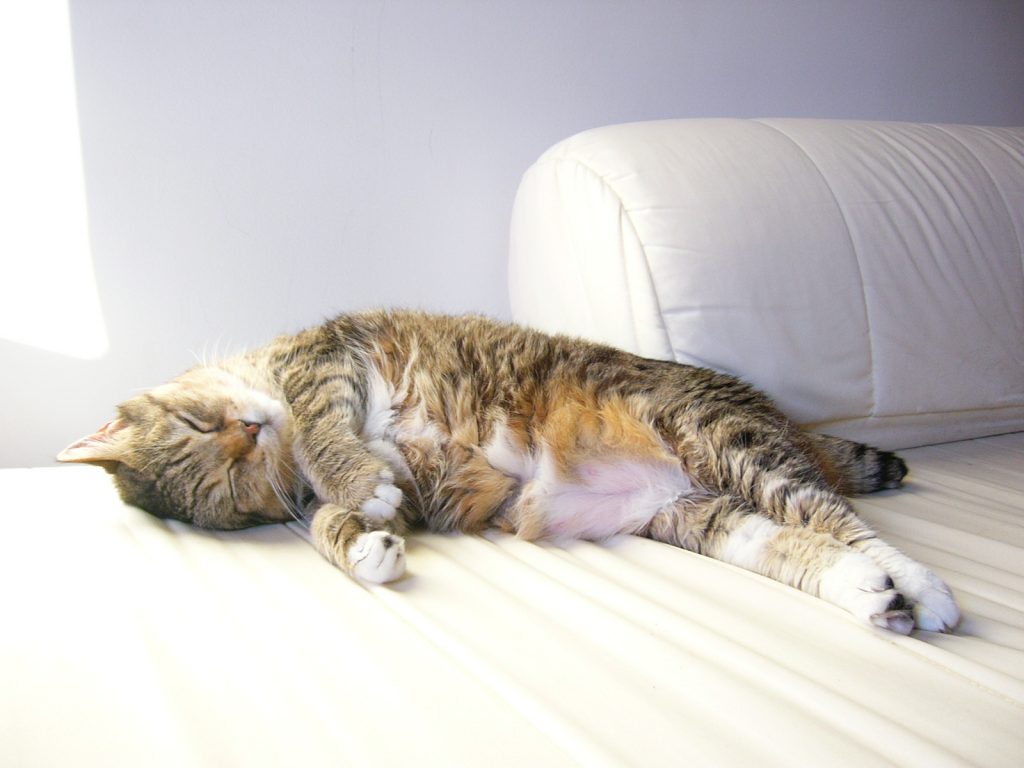 Chat avec le ventre dur, quelle en est la cause? Fontaine à eau chat
