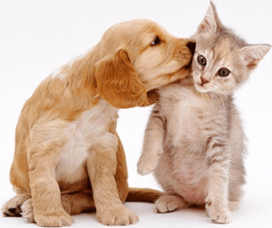 Chien bisou chat