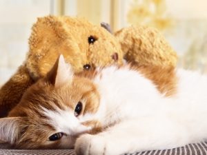 un chat avec un ventre dur n'est pas content