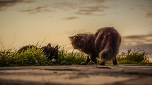 Le langage des chats pour se communiquer entre eux