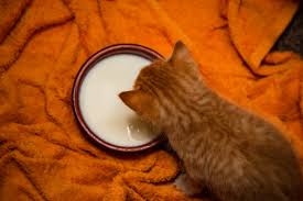 chat vomit tous les jours - fontaine a eau chat