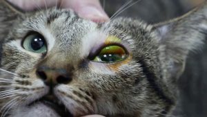 Chat Qui Plisse Les Yeux Causes Traitements Et Preventions