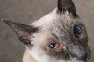 Chat Qui Plisse Les Yeux Causes Traitements Et Preventions