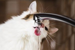 Kat drinkt van stromend water uit een kraan Lage vochtinname bij de kat