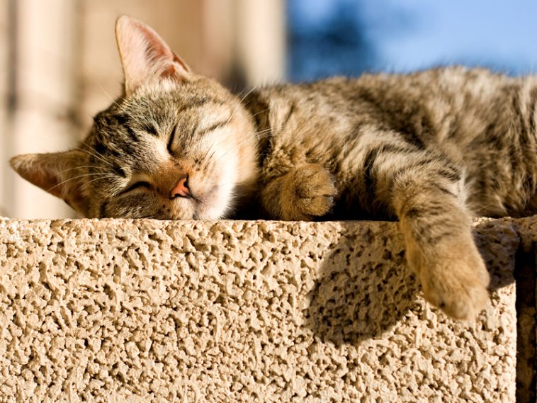 Mijn kat is lusteloos en eet niet - Miaustore Nederland