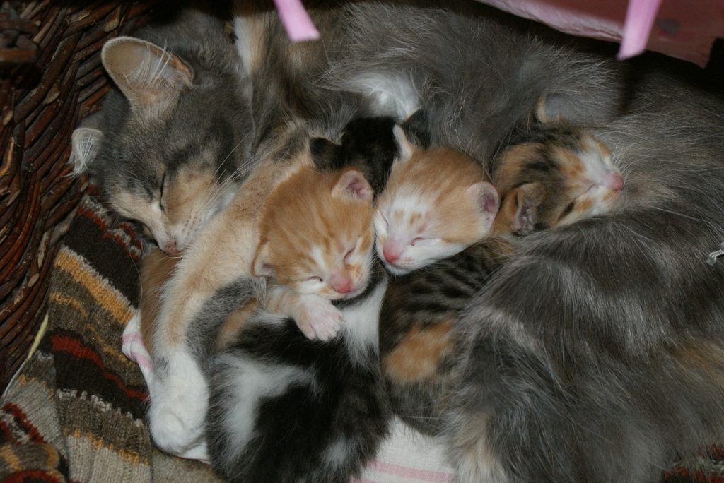 Hoe lang zijn katten zwanger? Lees de FAQ! Miaustore Nederlands Hoe lang zijn katten zwanger? Lees de FAQ! Miaustore Nederlands