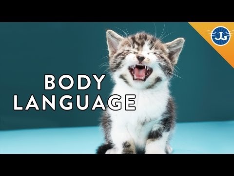 6 Things Your Cat is Saying to You