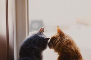Cute cat couple