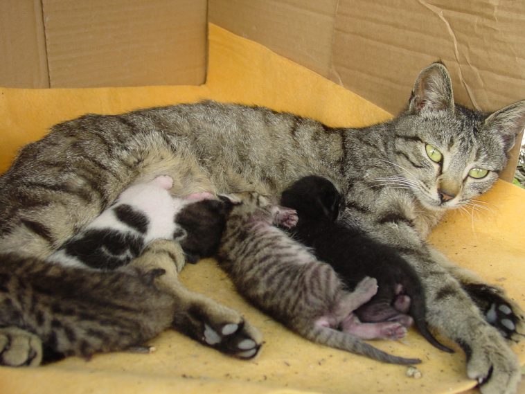 Kittens nursing from mum