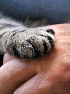 parent wondering what to feed a pregnant cat