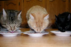 cats eating human food