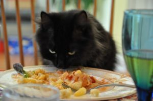 cat eat human food
