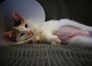 cat laying in litter box after spay