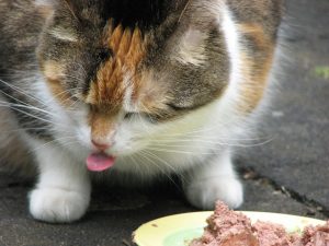 cat wont eat after being spayed