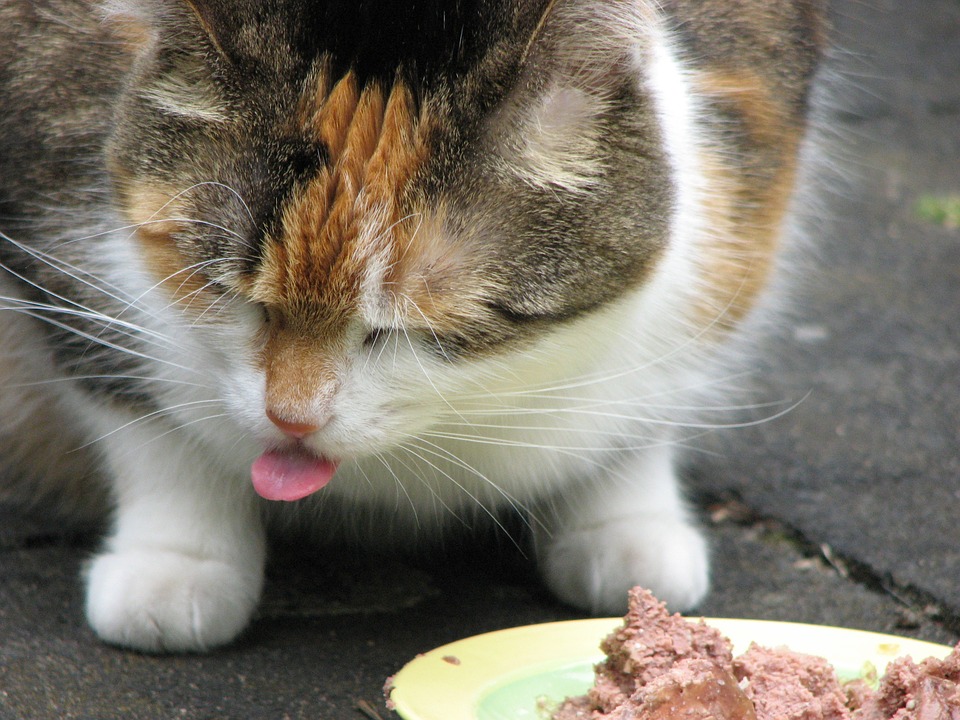 cat not eating after being spayed