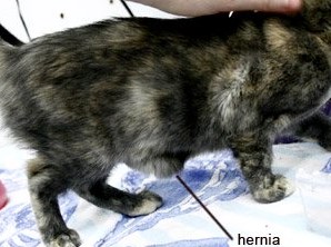 cat not eating after sedation
