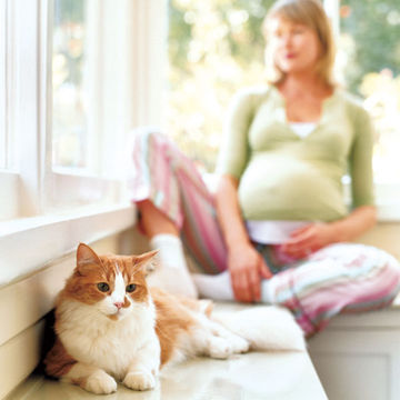 Are cats bad hot sale for pregnant ladies