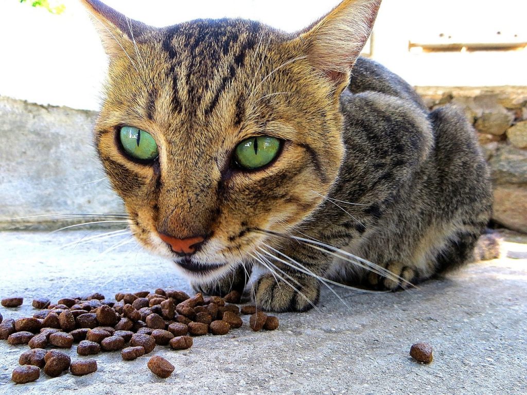 My Cat Refuses To Eat Dry Food my-cat-refuses-to-eat-dry-food