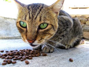 cat doesn't want dry food