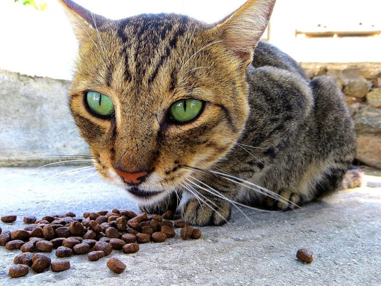 Cat prefers shop dry food