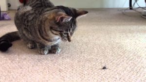 My Cat Keeps Eating Flies