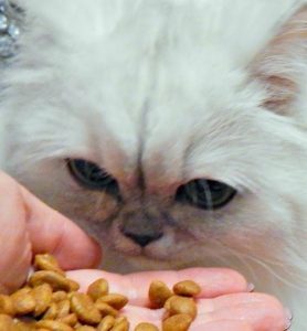 This Cat Refuses To Eat Dry Food