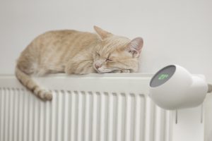 Cat sleeping on radiator