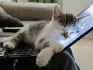 kitten sleeping on laptop